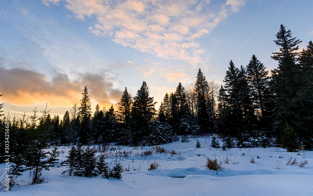 Yellow, gold and pink colored clouds at sunset with a snowy foreground and silhouettes of pine and spruce trees in a boreal forest.  The snow has a rich blue color.