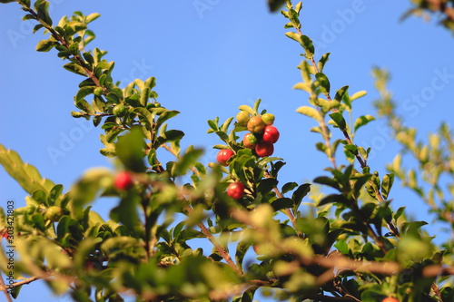 acerola fruit on branch of tree