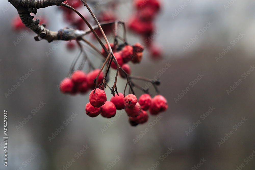 autumn berries on the branches from which the leaves flew