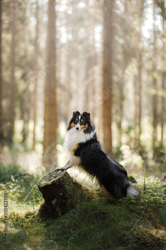 Photography dog in forest