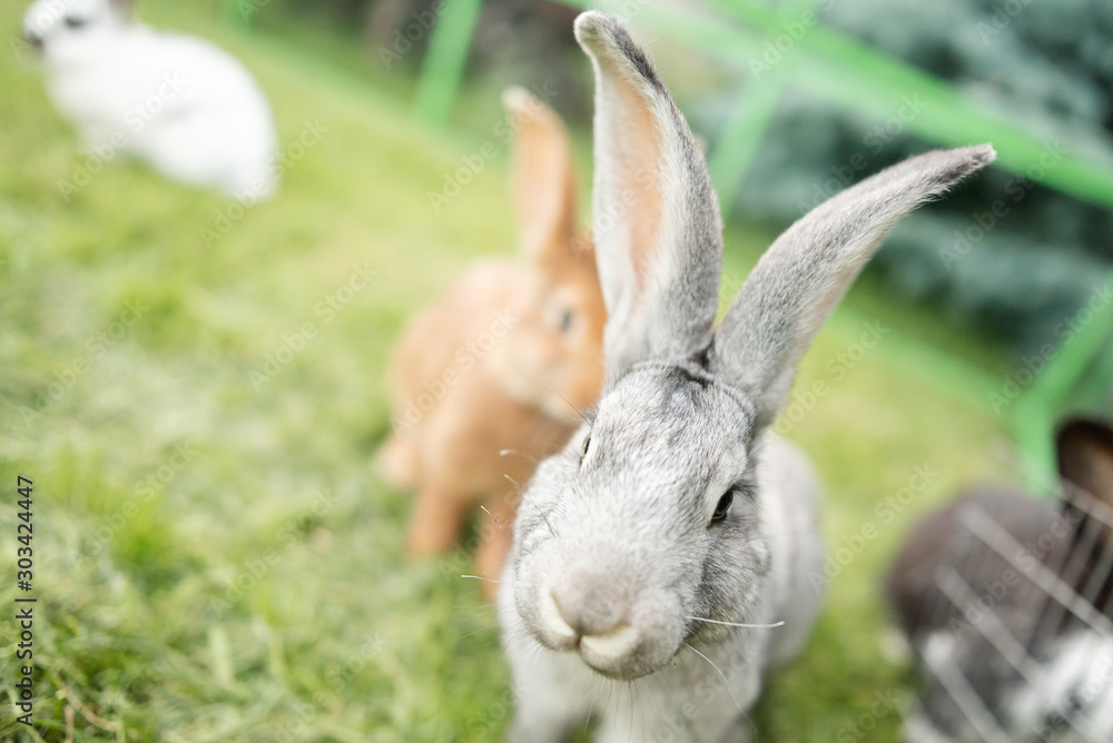 beautiful little rabbit outdoors in green grass on summer sunny day beautiful little rabbit outdoors in green grass on summer sunny day