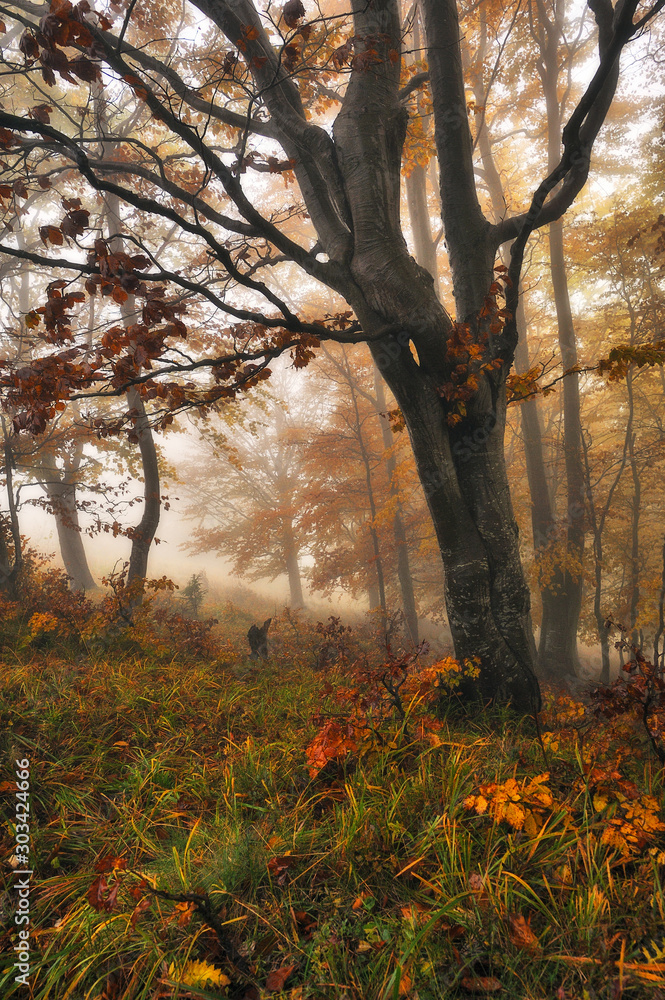 Obraz premium fairy forest. Autumn morning in a foggy forest. fog in the forest of the Carpathian mountains