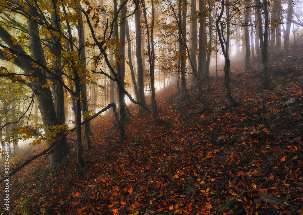fairy forest. Autumn morning in a foggy forest. fog in the forest of the Carpathian mountains