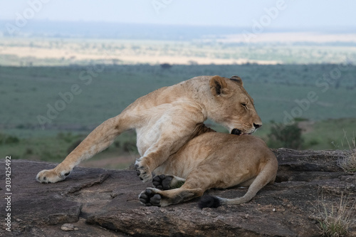Lioness cleaning herself in Massai Mara