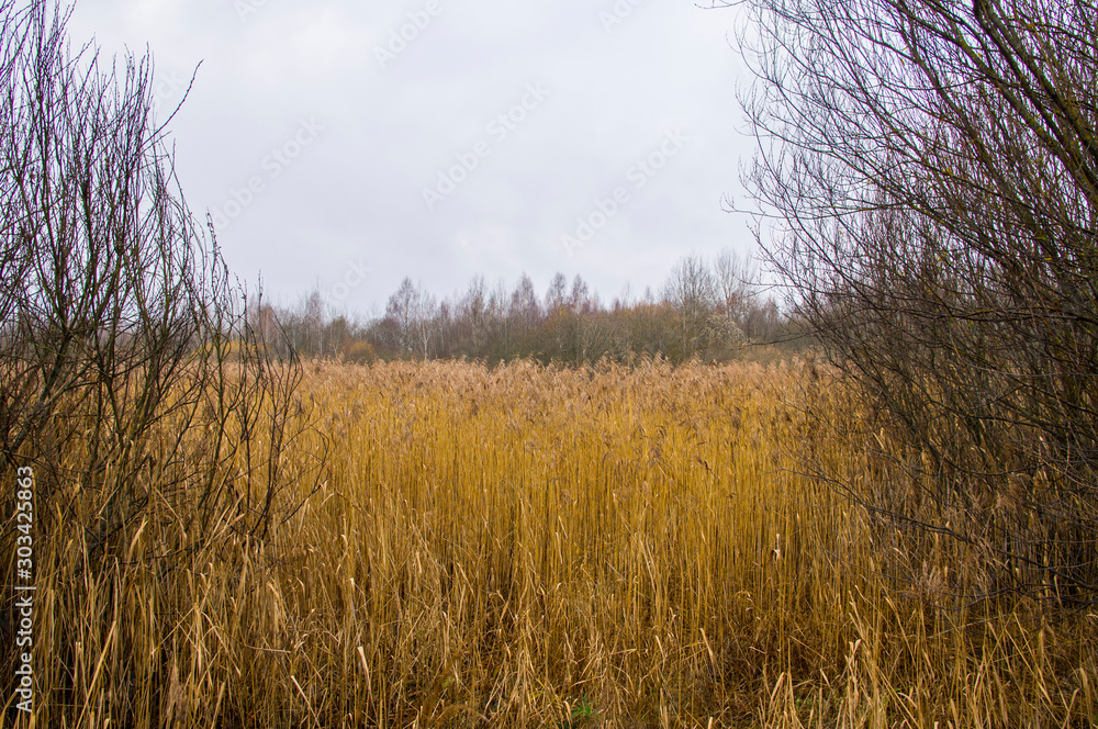 Swamp landscape. Shrubs and trees near mud and water.