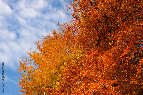 Baumkrone von Laubbaum im Wald mit gelben und orangen Bl  ttern im Herbst und blauer Himmel mit wei  en W  lkchen - Stockfoto