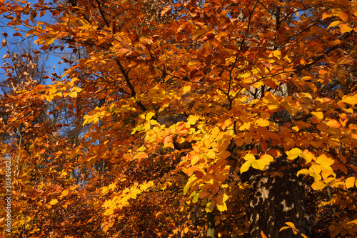 Baumkrone von Laubbaum mit gelben und orangen Blättern im Herbst und blauer Himmel - Stockfoto