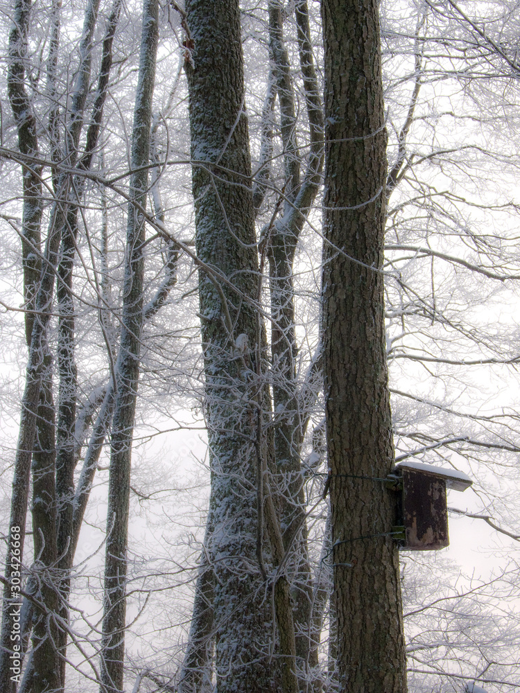 forest in winter, stockholm, sweden forest in winter, stockholm, sweden