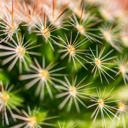 Macro photography of a cactus plant with its many thorns. Concept of aggressiveness, hostility, defense, resistance, survival, thorny, pungent, danger, wild, pain.