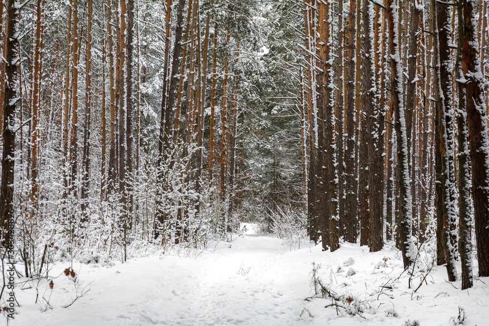 A lot of snow lies in the forest. Forest road covered with snow.