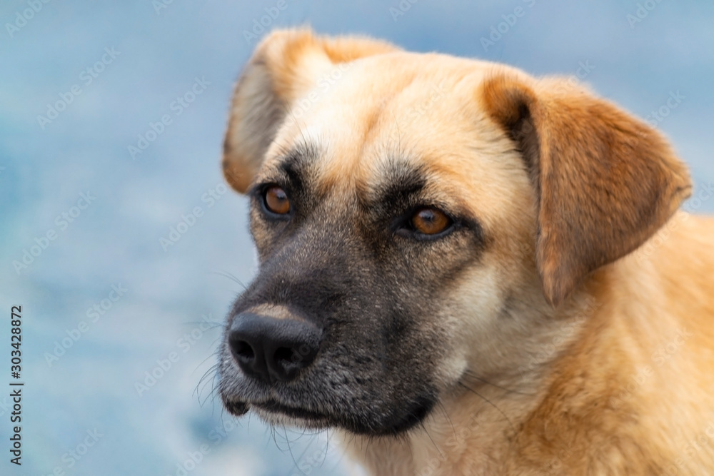 Portrait of a pensive brown shepherd dog. 