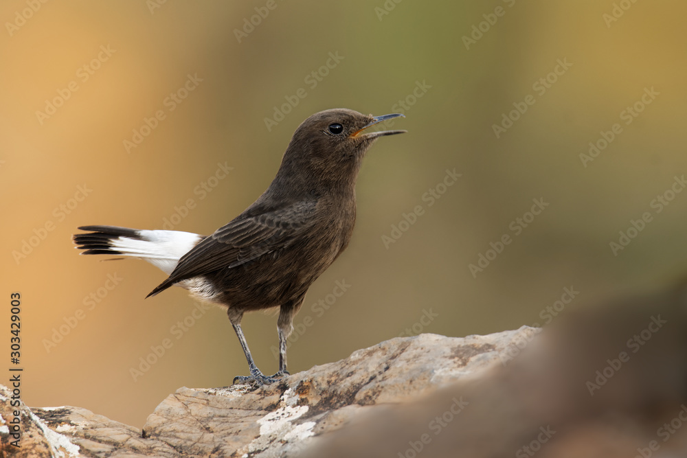 Black wheatear - Oenanthe leucura small passerine black bird with white parts, Old World flycatcher of the Muscicapidae, living in deserts, semideserts and warm dry habitat in Africa Black wheatear - Oenanthe leucura small passerine black bird with white parts, Old World flycatcher of the Muscicapidae, living in deserts, semideserts and warm dry habitat in Africa