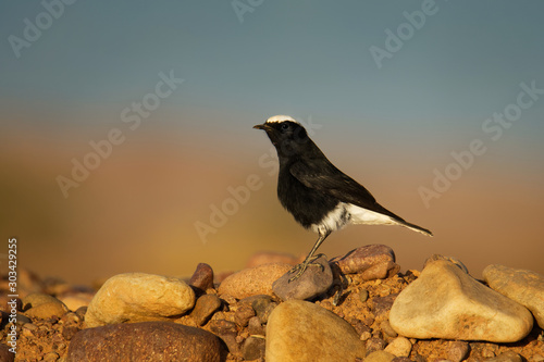 White-crowned wheatear - Oenanthe leucopyga black and white bird breeds in stony deserts from the Sahara and Arabia across to Iraq, largely resident, rare vagrant to western Europe photo
