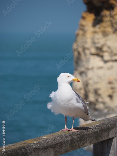 seagull standing in the wind