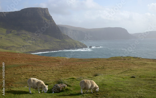 sheeps in Skye island - Scotland