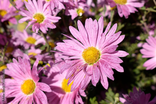 Beautiful autumn flower with pink petals.