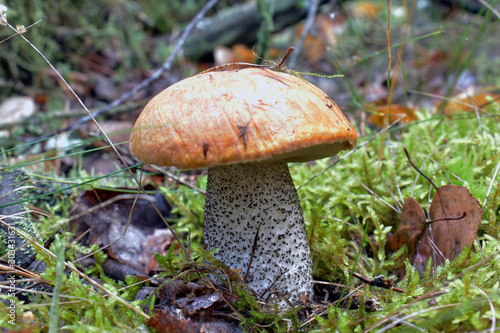 Mushroom growing in the autumn forest