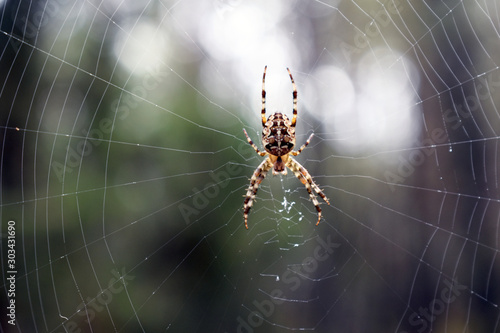 A spider waiting for a victim on its web