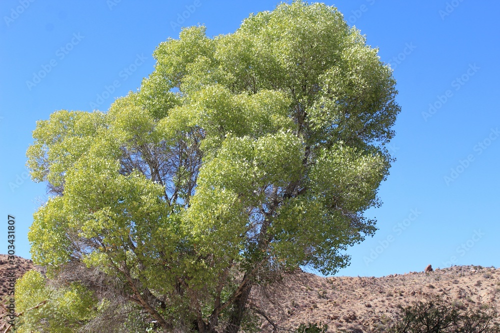 Φωτογραφία Cottonwood Spring of Joshua Tree National Park hosts one of the largest plants native to the Colorado Desert, botanically ranked as Populus Fremontii, and casually named Fremonts Cottonwood