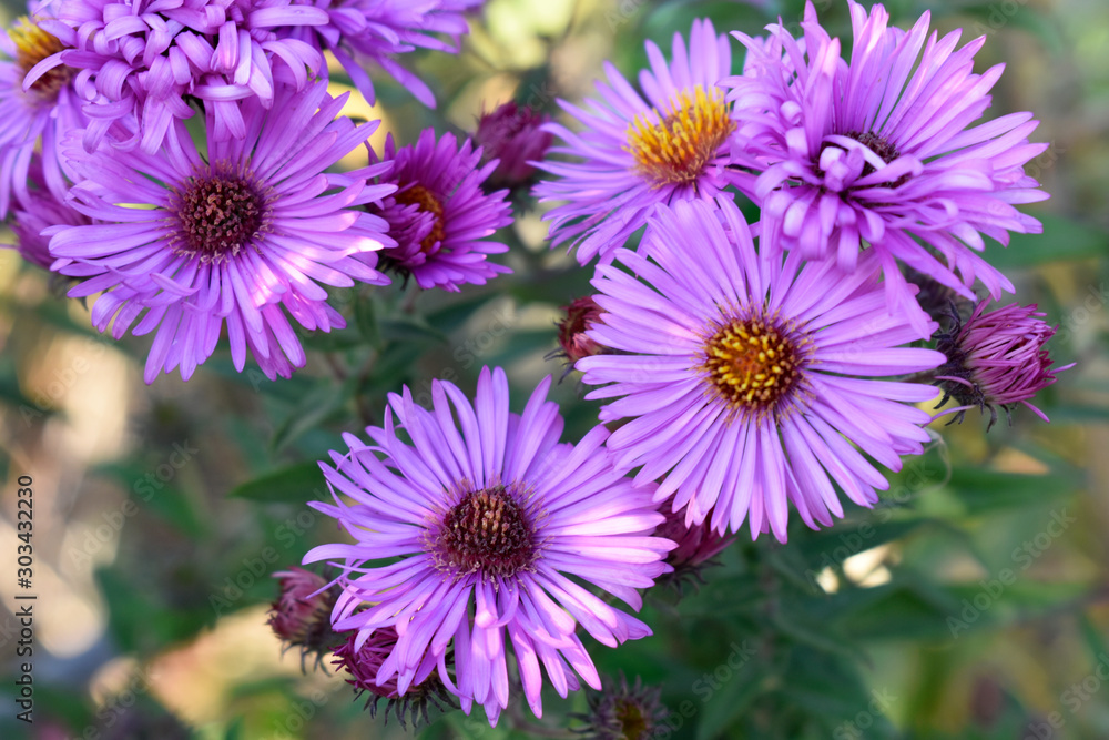 Beautiful flowers in the fall. Colorful autumn flowers. Autumn flowers. Beautiful flowers in the fall. Colorful autumn flowers. Autumn flowers.