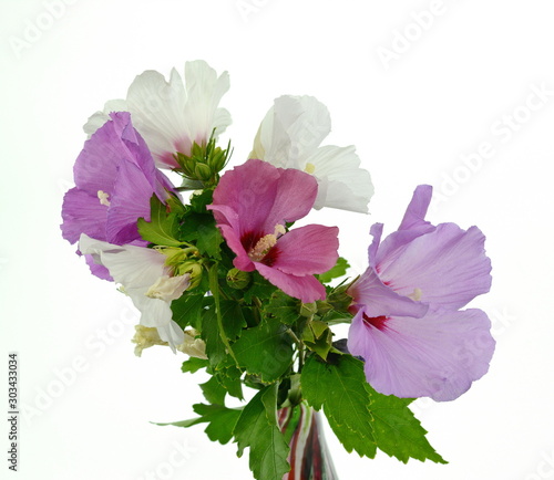 Hibiscus flower, the mallow family, Malvaceae photo