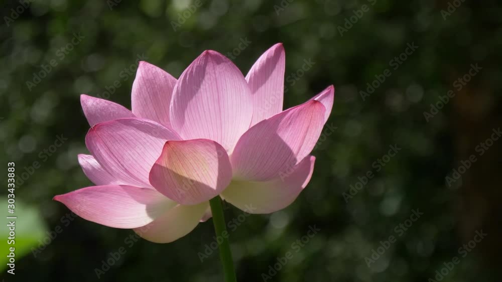 Lotus blossom sways in the breeze 4K Lotus blossom sways in the breeze 4K
