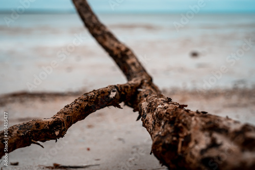 old tree on the beach 