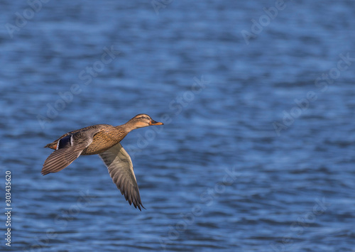 beautiful mallard duck hen female in flight with blue background 