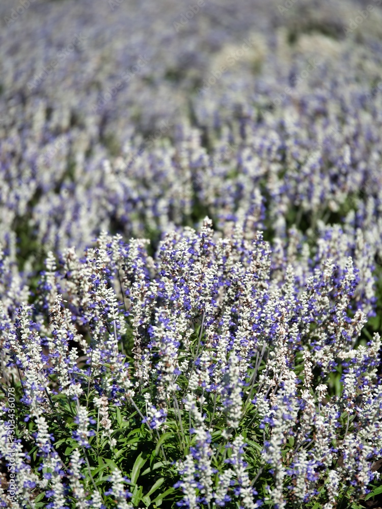 Obraz premium white lavender flowers