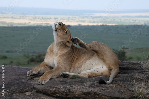 Lioness scratching