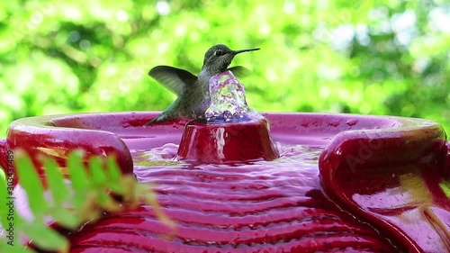 Hummingbird taking a bath in fountain