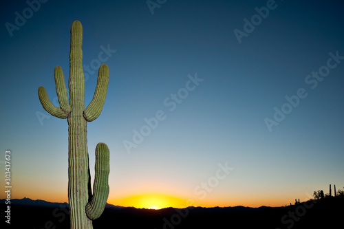 A saguaro cactus with sky in the background photo