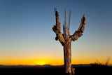 The skeletal remains of a dead saguaro cactus with sky in the background
