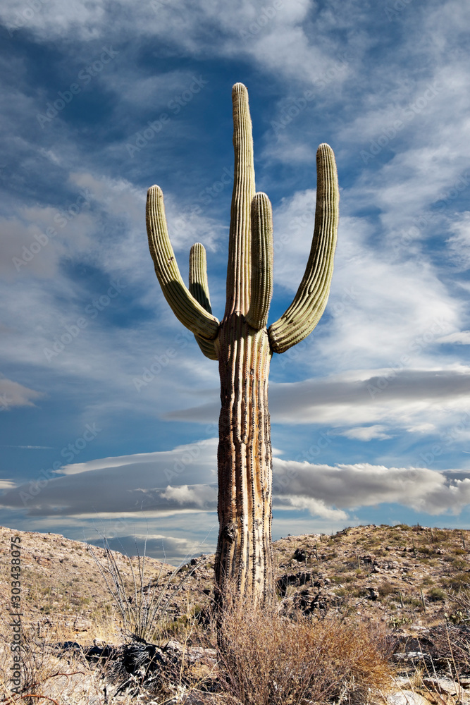 A saguaro cactus with sky in the background