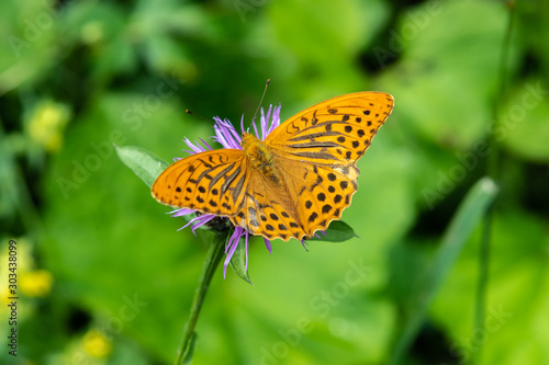 Silver-washed fritillary (Argynnis paphia)