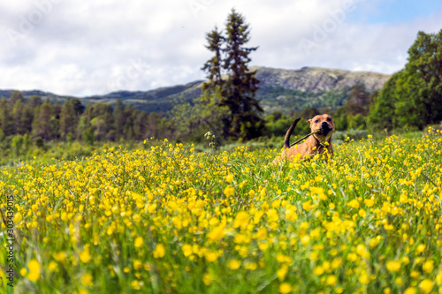 Happy Staffordshire bullterrier playing outdoors with stick in beautiful landscape environment during summertime. Yellow dandelions  green fields and mountains in the background with blue sky. 