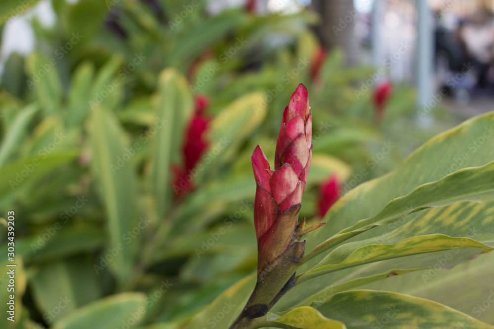 Red Flowerish plant