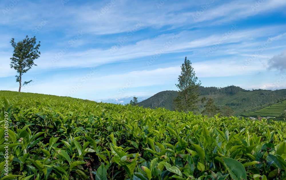 Tea Plantation in Sri Lanka