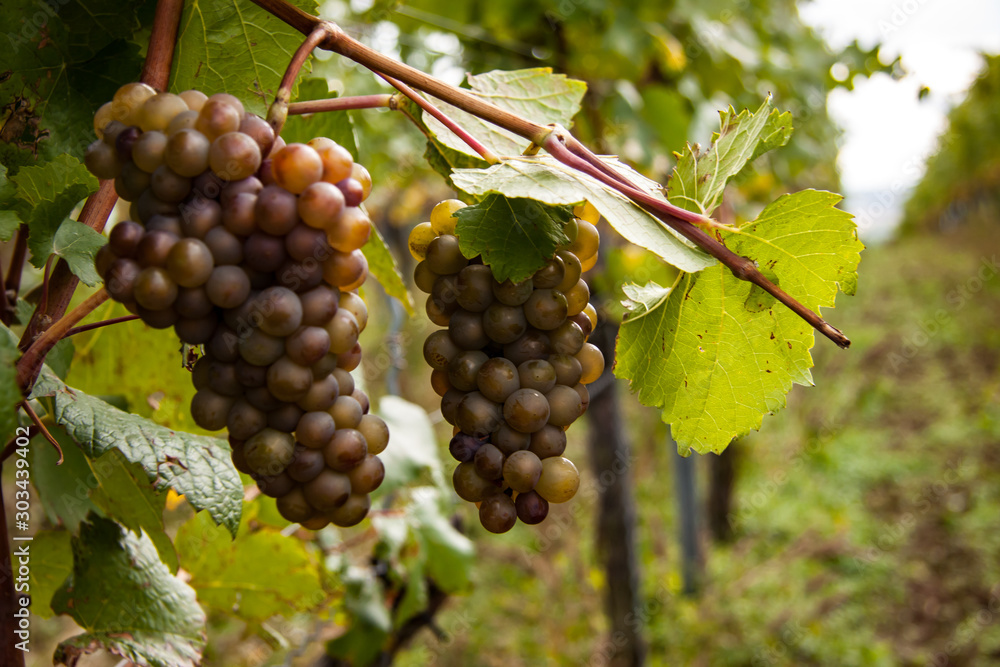 red grapes on the vine