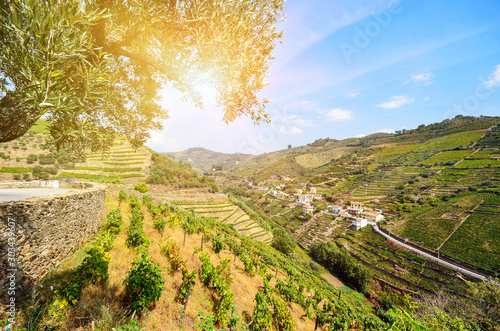 Vineyards with red wine grapes for Port wine production in winery near Douro valley and Duero river, Peso da Regua, Porto Portugal photo