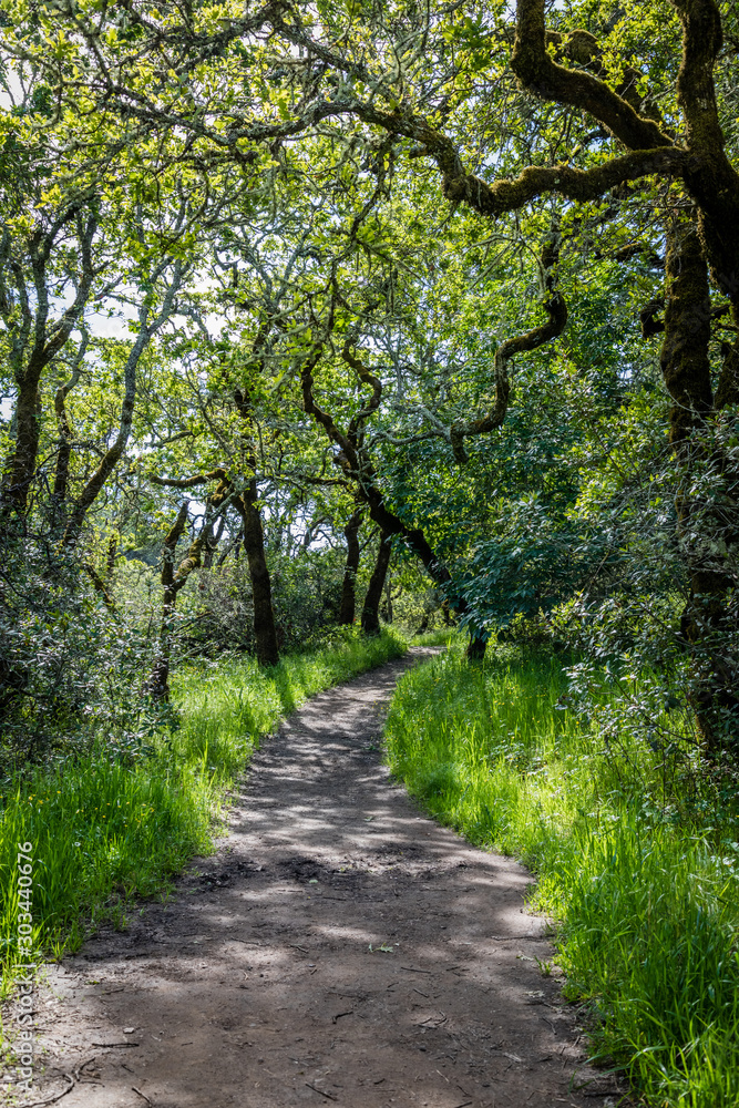Twisty oak branches create shade on a dirt path between lush spring grass in a forest Twisty oak branches create shade on a dirt path between lush spring grass in a forest
