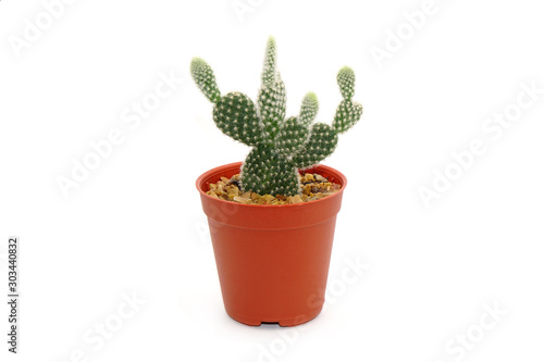 Cactus in pot isolated on white background. Potted ornamental plants for absorb electromagnetic radiation from computer in office. Ornamental potted plants for interiors, easy care plants.