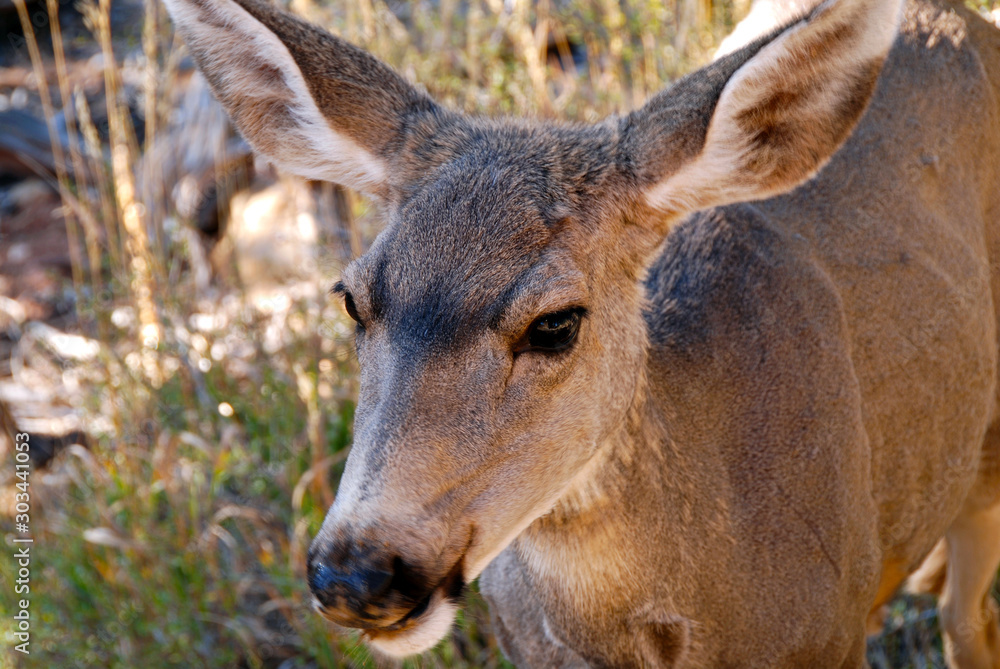 close up on head of female deer