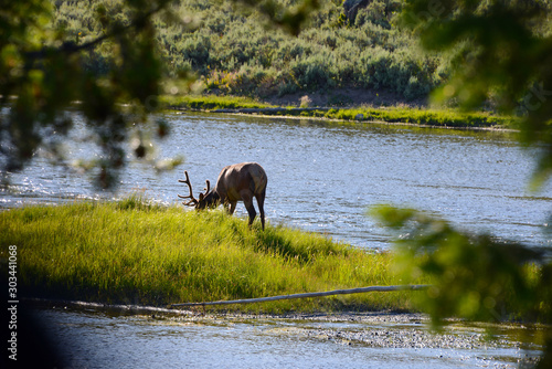 deer grazing on pasture next to river in Yellowstone National Park © mikesch112