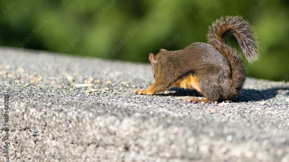 Squirrel in Stanley park Canada Squirrel in Stanley park Canada