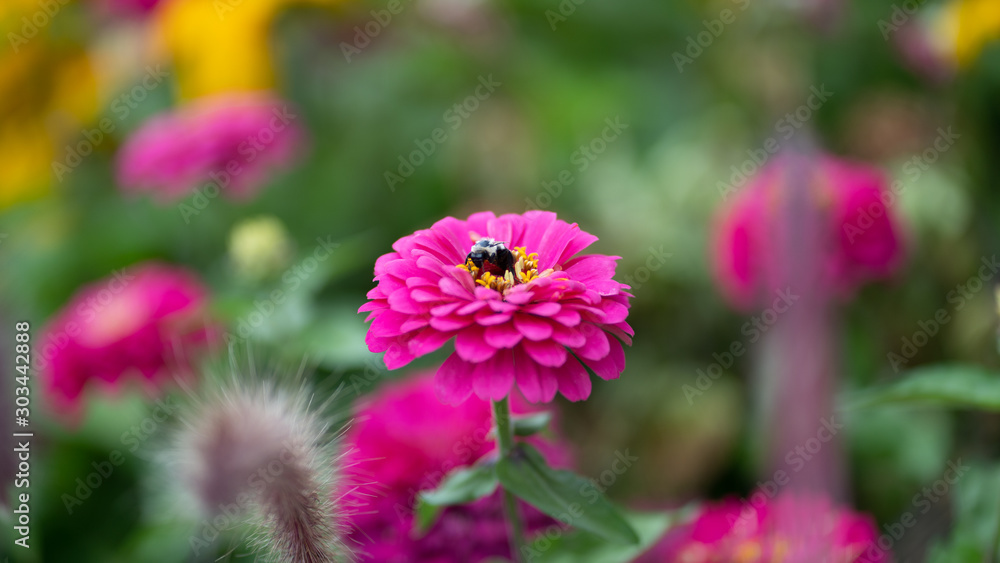 bee on a flower bee on a flower