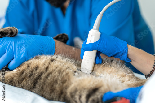 Veterinarians carry through. an ultrasound examination of a domestic cat photo