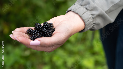 blackberries in hands