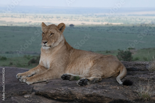 Lioness posing on rock