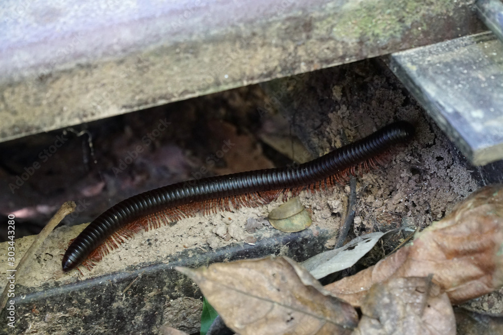 black centipede crawling on the ground black centipede crawling on the ground